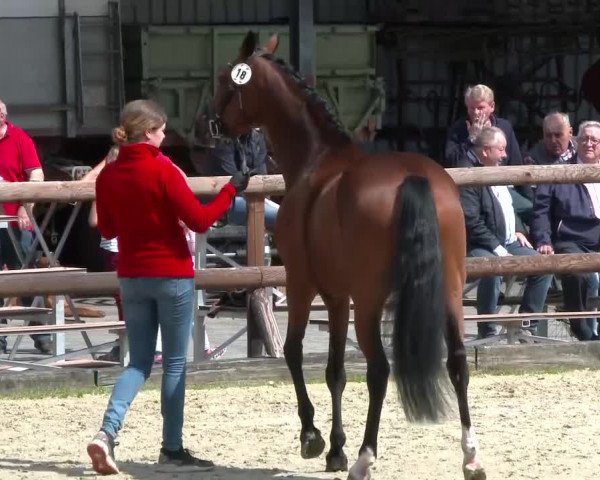 Stuten- und Fohlenschau Kirchhellen- Feldhausen
