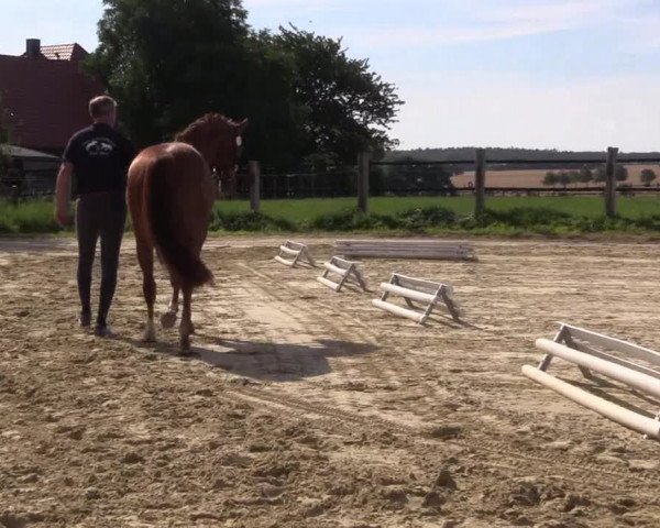 Stutenleistungsprüfung Soest / Stall Schulte-Märter