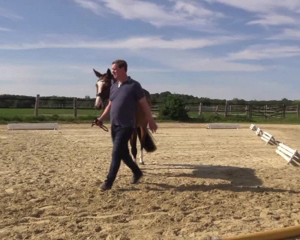 Stutenleistungsprüfung Soest / Stall Schulte-Märter
