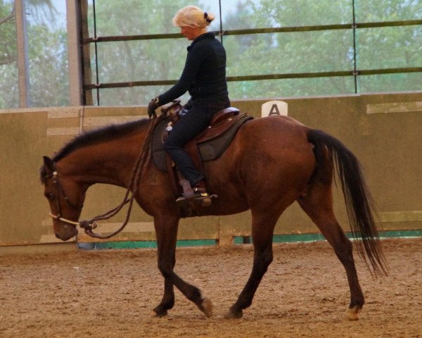 Zuchtstute Wapita (Appaloosa, 2006) Zuchtstute Wapita (Appaloosa, 2006)