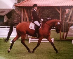 stallion Alegro (Polish Warmblood, 2009)