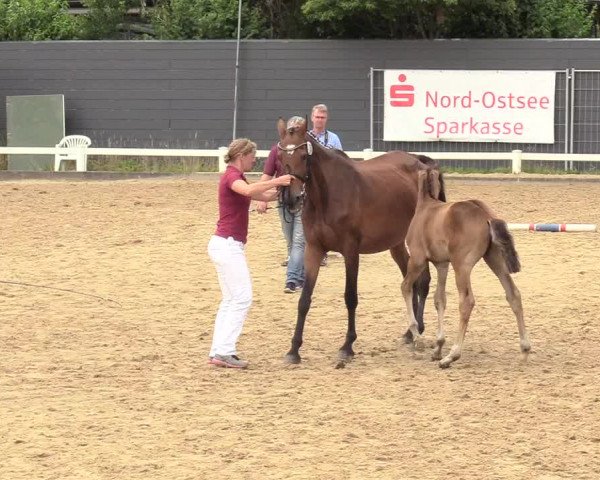 Holsteiner Fohlenchampionat im Körbezirk Nordfriesland