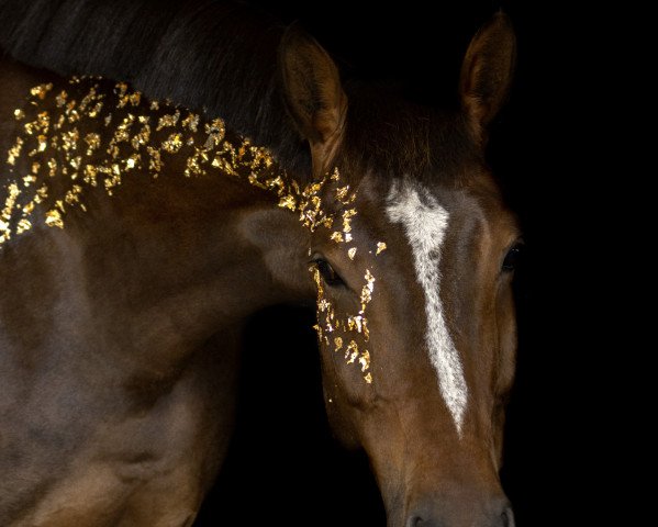 broodmare Cadice MZ (German Sport Horse, 2017, from Captain Olympic)