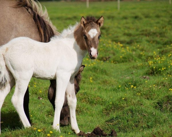 stallion Hengst von Hringur frá Gunnarsstöðum (Iceland Horse, 2014, from Hringur frá Gunnarsstöðum)