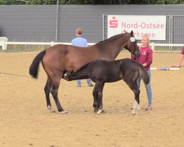 Holsteiner Fohlenchampionat im Körbezirk Nordfriesland