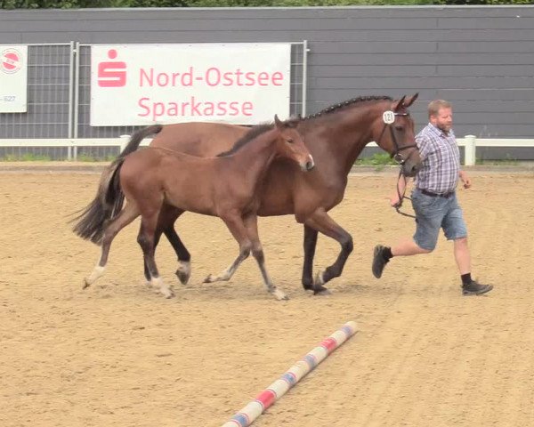 Holsteiner Fohlenchampionat im Körbezirk Nordfriesland