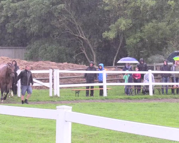 Holsteiner Fohlenschau in Tating