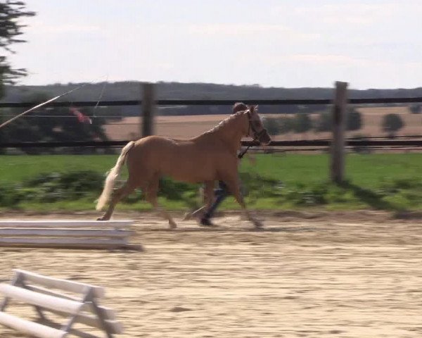 Stutenleistungsprüfung Soest / Stall Schulte-Märter
