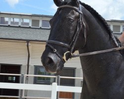 jumper Visconde (Lusitano, 2002, from Dolar)