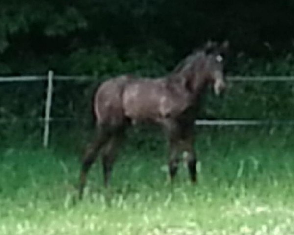 horse Midnight Dancer (German Sport Horse, 2014, from Rubinstein 1)