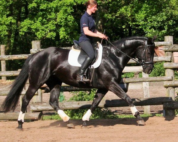 horse Royal Catie (Hanoverian, 2010, from Royal Blend)
