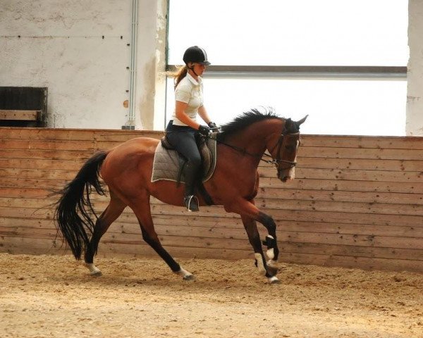 jumper Birdman (Hanoverian, 2009, from Betel xx) jumper Birdman (Hanoverian, 2009, from Betel xx)