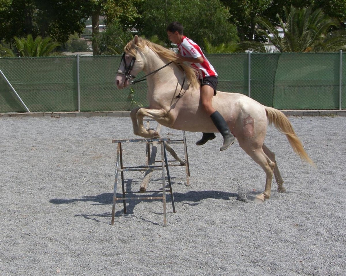 Pferd Andalusier (Andalusier, 2004)