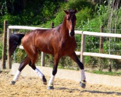 horse Faquir (Lusitano, 2010)