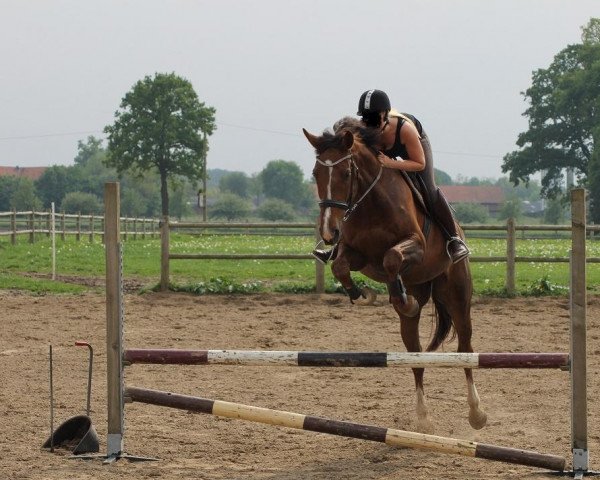 broodmare Donna (Oldenburg, 2007, from Tangelo van de Zuuthoeve) broodmare Donna (Oldenburg, 2007, from Tangelo van de Zuuthoeve)