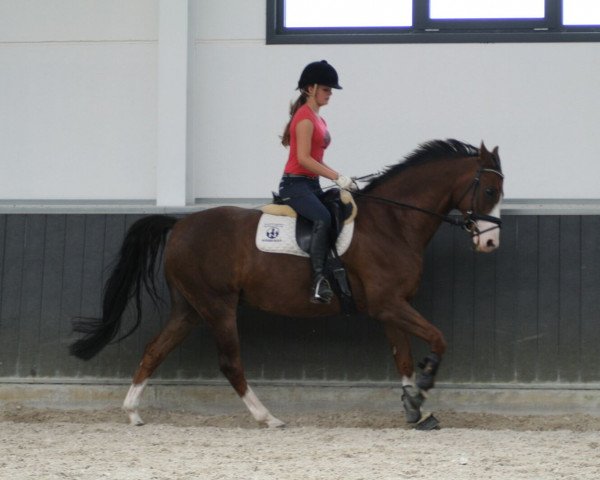 Dressurpferd Royal's Jester der Nürnberger (Oldenburger, 2000, von Royal Dance)