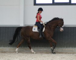 dressage horse Royal's Jester der Nürnberger (Oldenburg, 2000, from Royal Dance)