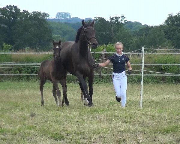 Holsteiner Fohlenschau in Wacken