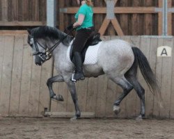 jumper Cameron (Pura Raza Espanola (PRE), 2008)