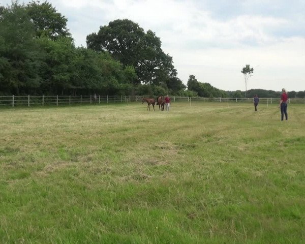 Holsteiner Fohlenschau in Wacken
