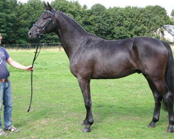 horse Darwin 134 (Trakehner, 2011, from Sidney Bay)