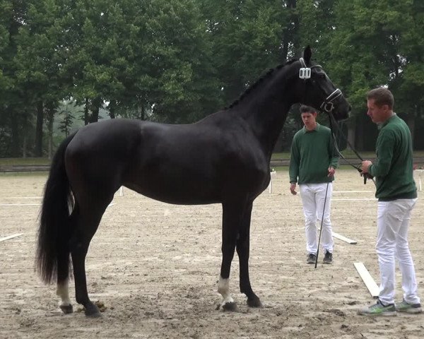 Zentrale Stuteneintragung Reitpferd mit Prämienvergabe