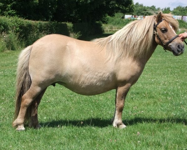 Zuchtstute Halstock Tilitha (Shetland Pony (unter 87 cm), 2004, von Firth Honey Clover) Zuchtstute Halstock Tilitha (Shetland Pony (unter 87 cm), 2004, von Firth Honey Clover)
