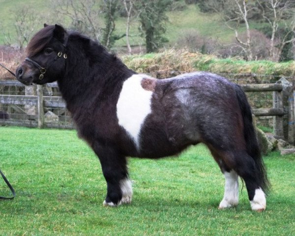 stallion Chasend Claudius (Shetland pony (under 87 cm), 2010, from Athelney Lightning)