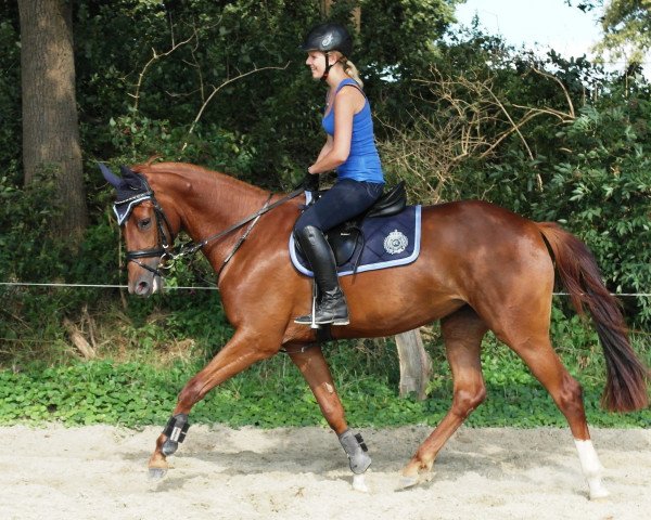 horse Kiraya (Trakehner, 2011, from Hope of Heaven)