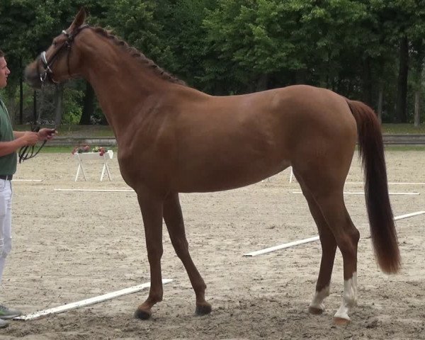 Zentrale Stuteneintragung Reitpferd mit Prämienvergabe