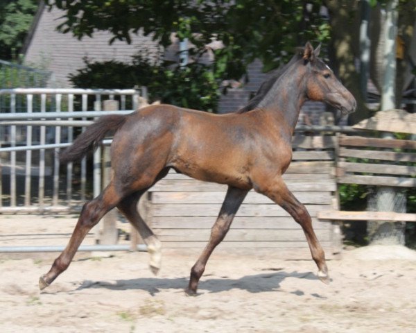 horse Cid Z (Zangersheide riding horse, 2014, from Chellano Alpha Z)