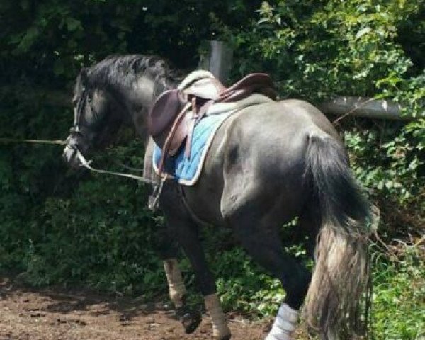 Pferd Hachiko (Holsteiner, 2010, von Ekwador)