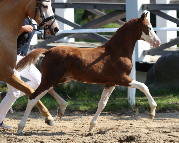 Pferd Schierensees Fantastic Color (Deutsches Reitpony, 2014, von Schierensees Marillion)