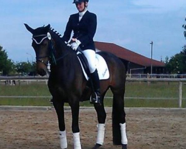 dressage horse Lecherhofs Bavaria (Bavarian, 2010, from Blickpunkt 4)