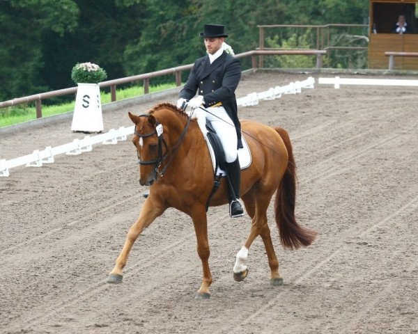 dressage horse Lescadero (Hanoverian, 1996, from Le Beau)