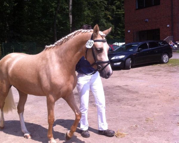 horse Hesselteichs Golden Gwinny (German Riding Pony, 2011, from Golden Atreju)
