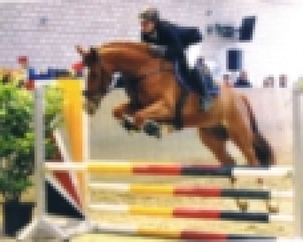 Springpferd Cupido 99 (Rheinländer, 2010, von Chris Grandios)