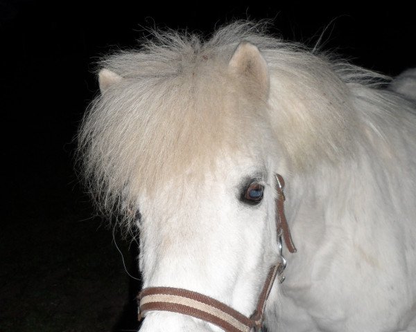horse Lissy (Shetland Pony, 1996, from Unbekannt Pony)