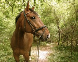 Springpferd Cidane 4 (Holsteiner, 2002, von Carano)