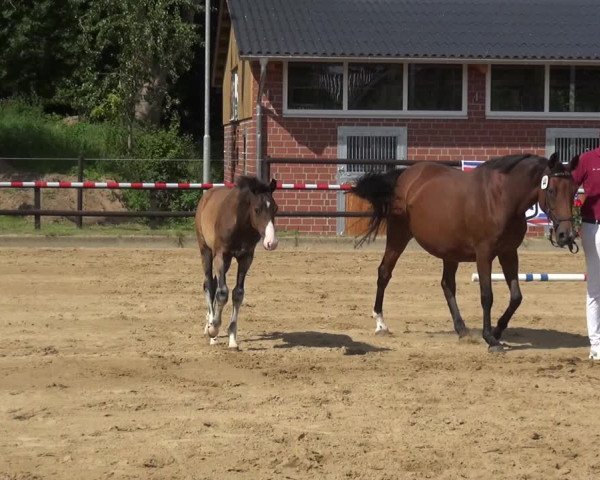 Holsteiner Fohlenschau in Hohenhude