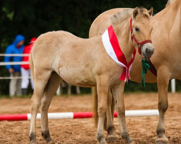 horse Hellveig S (Fjord Horse, 2013, from Mastrup Romeo)
