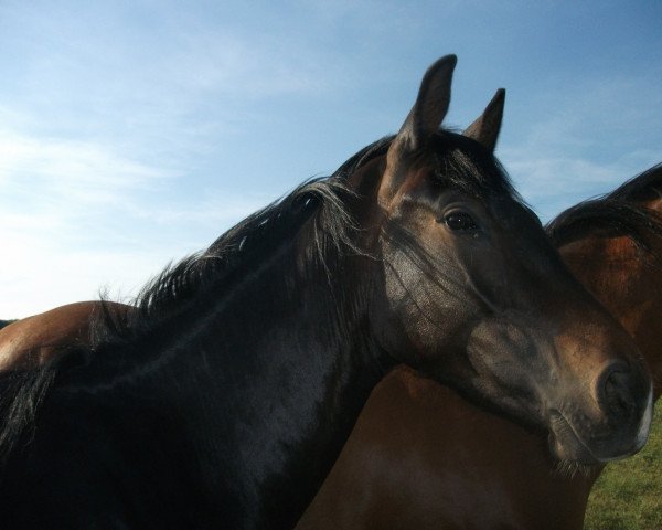horse Diamond's Special Effects (Oldenburg, 2009, from Diamond Hit)