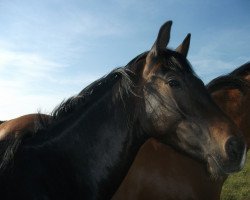 horse Diamond's Special Effects (Oldenburg, 2009, from Diamond Hit)