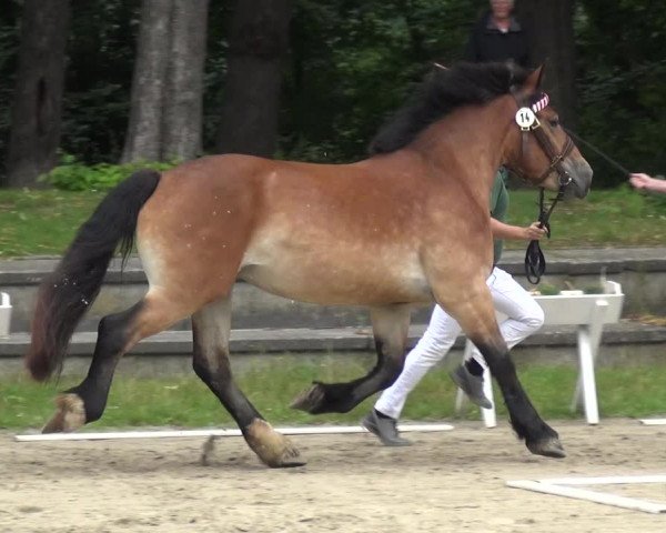 Zentrale Stuteneintragung Reitpferd mit Prämienvergabe