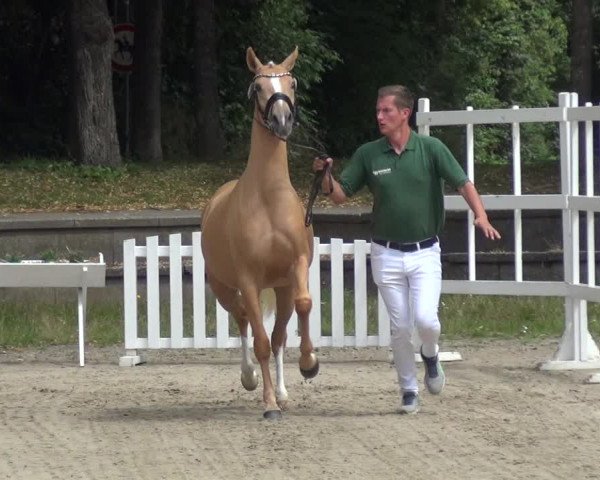 Zentrale Stuteneintragung Reitpferd mit Prämienvergabe