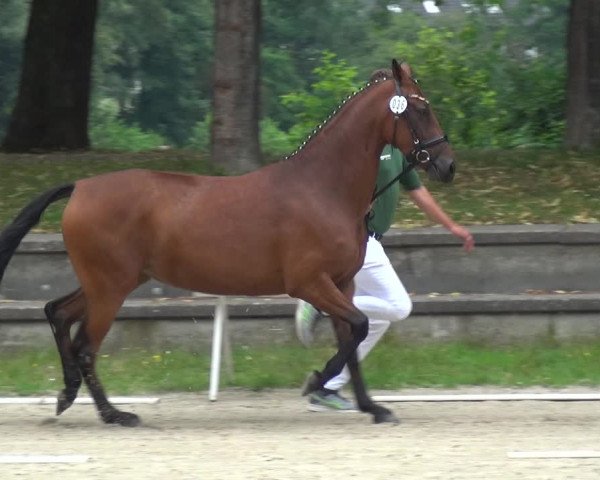 Zentrale Stuteneintragung Reitpferd mit Prämienvergabe