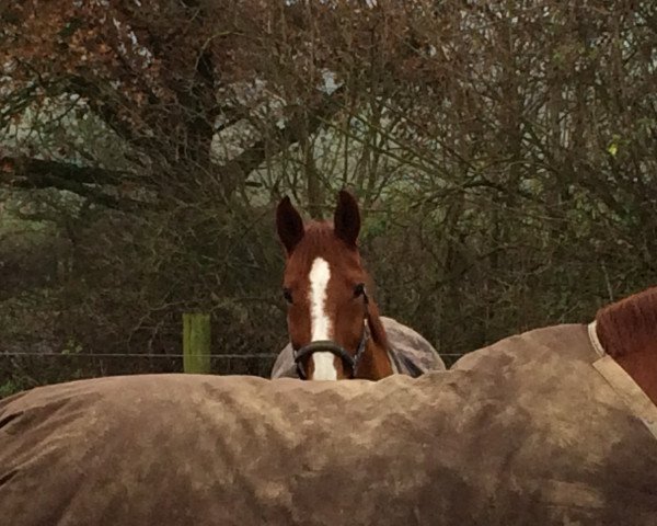 dressage horse Firenzo 4 (Westphalian, 1997, from Fortissimo)