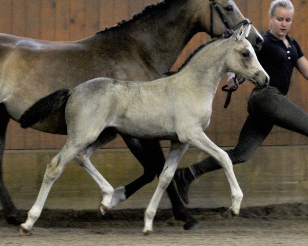 Zuchtstute HET Grace (Deutsches Reitpony, 2014, von Gandalf)
