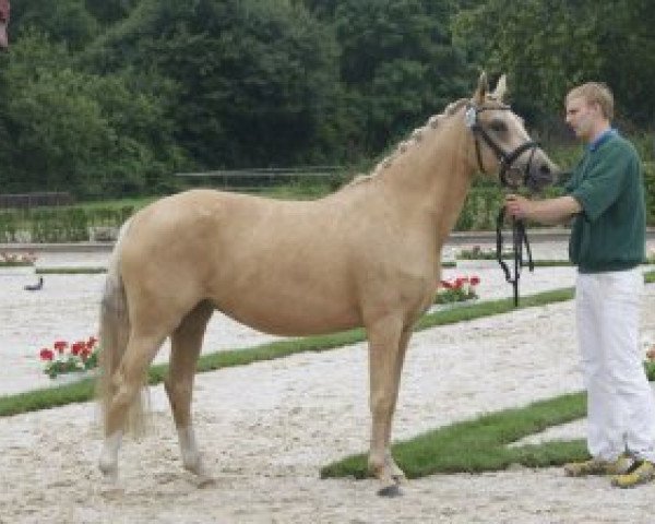 Zuchtstute Derana Gold B (Deutsches Reitpony, 2010, von White Gold B)
