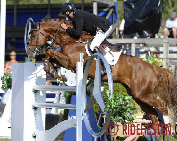 stallion Confidence 14 (Oldenburg, 2006, from Cordalme Z)